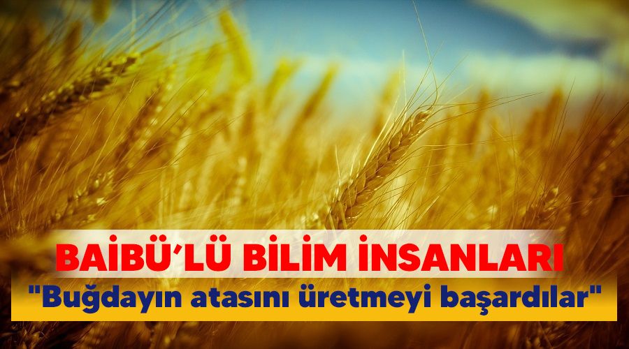 BAİBÜ'lü bilim insanları "Buğdayın atasını üretmeyi başardılar"