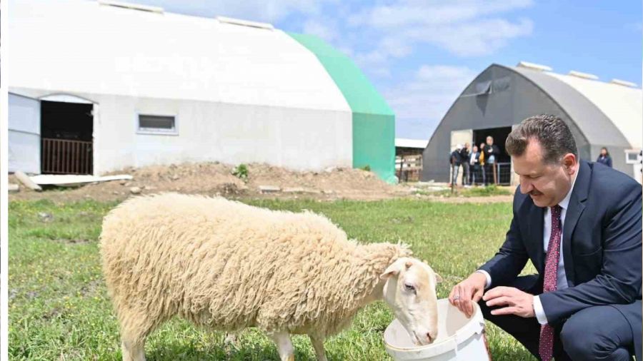 Bal�kesir hayvanc�l���n en iyisi olma yolunda