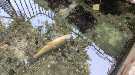 Balklgl'de balk lmleri korkuttu