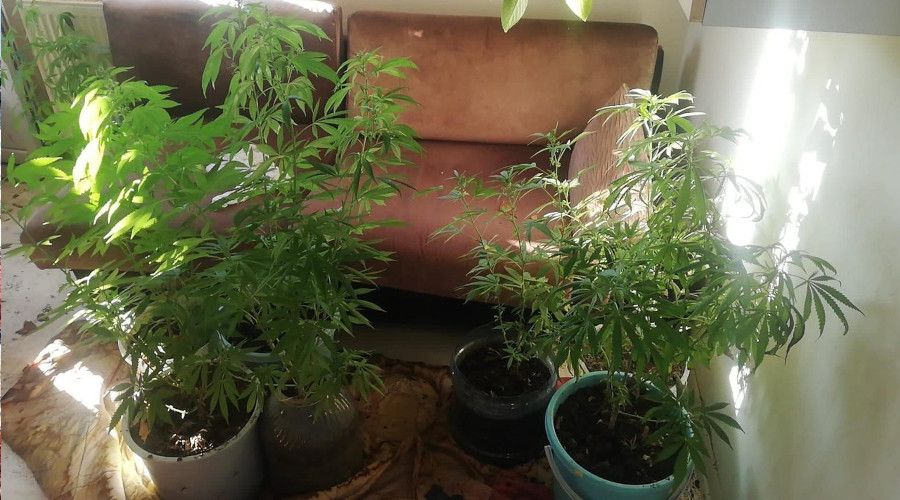 Balkonda 40 kök kenevir yetiştirmiş