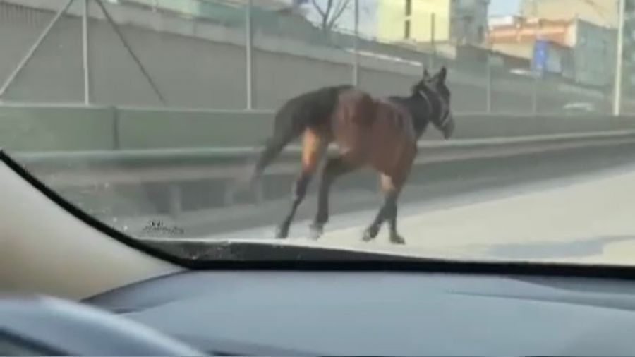 Ba��bo� atlar trafi�i tehlikeye sokuyor