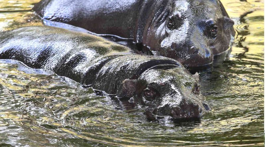 Bel�ika'da 2 su ayg�r� Covid-19'a yakaland�