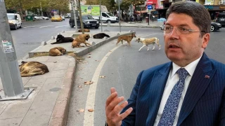 Belediyelere sokak hayvanı soruşturması