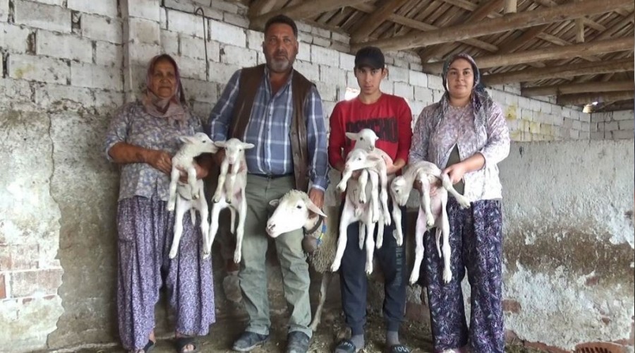 Beşiz doğuran koyun şaşırttı