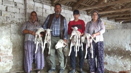 Beşiz doğuran koyun şaşırttı