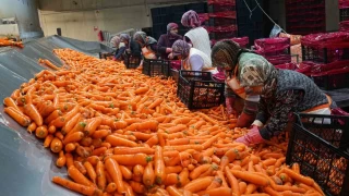 Beypazar'nda havu mesaisi balad