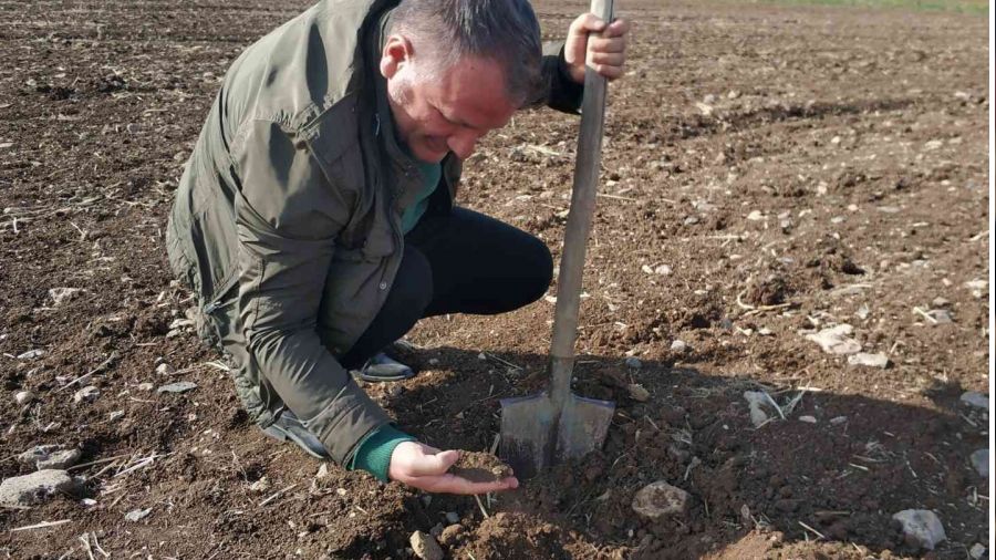 Beyşehir'de ekin kambur böceği araştırması