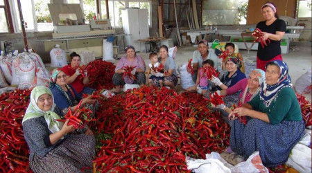 Biberin salçaya uzanan yolculuğu başladı