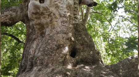 Bin yıllık çınar, 22 metre gövdeye sahip