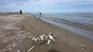 Binlerce srail sazan Karadeniz kylarna vurdu