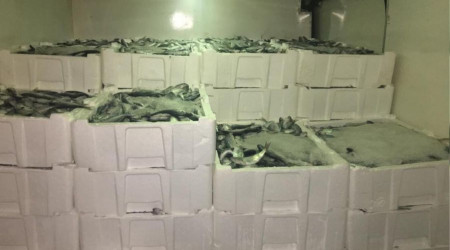 Bir kamyonda bulunan 1 ton balığa el konuldu
