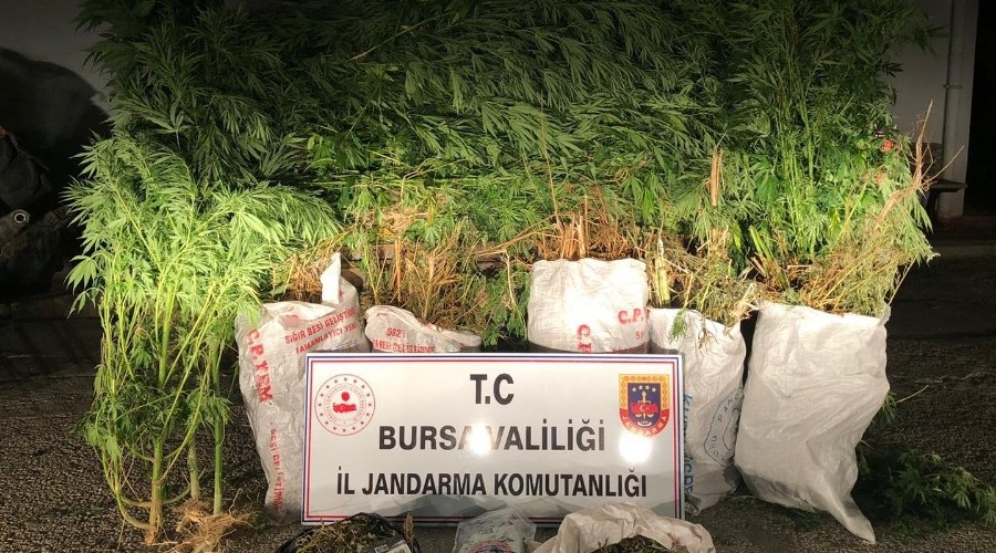 Bir kenevir tarlas� daha...