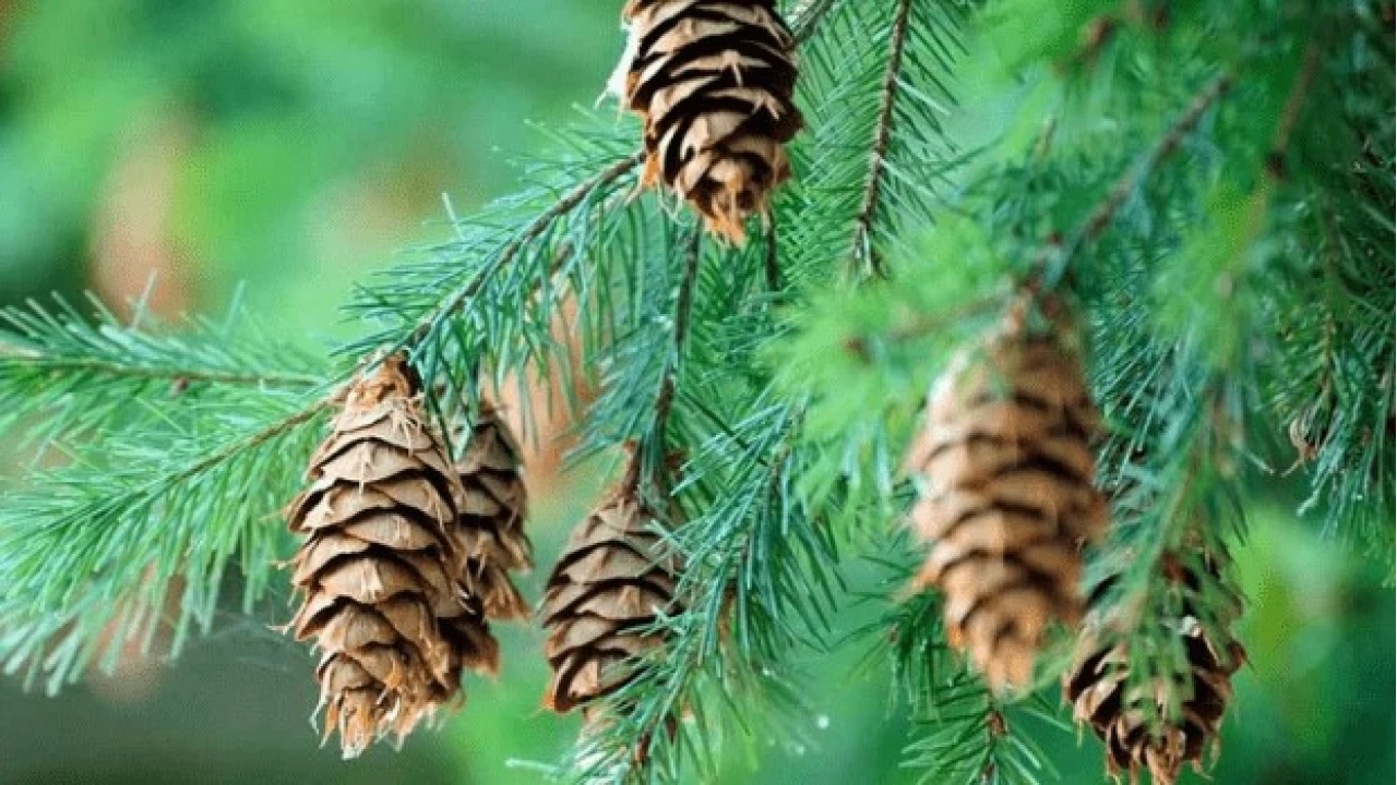 'Kozalak patlamas�' ger�ek mi?