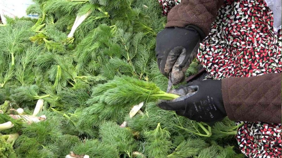 Bitlis'te heliz otunu toplama mesaisi başladı