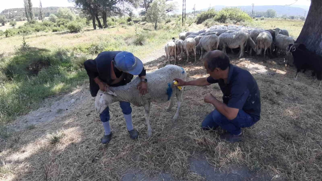 Bolu'da başıboş köpekler sürüye saldırdı