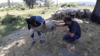 Bolu'da babo kpekler srye saldrd
