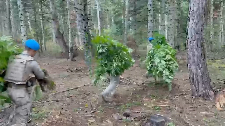 Bolu'da ormanlık alanda 288 kök kenevir ele geçirildi