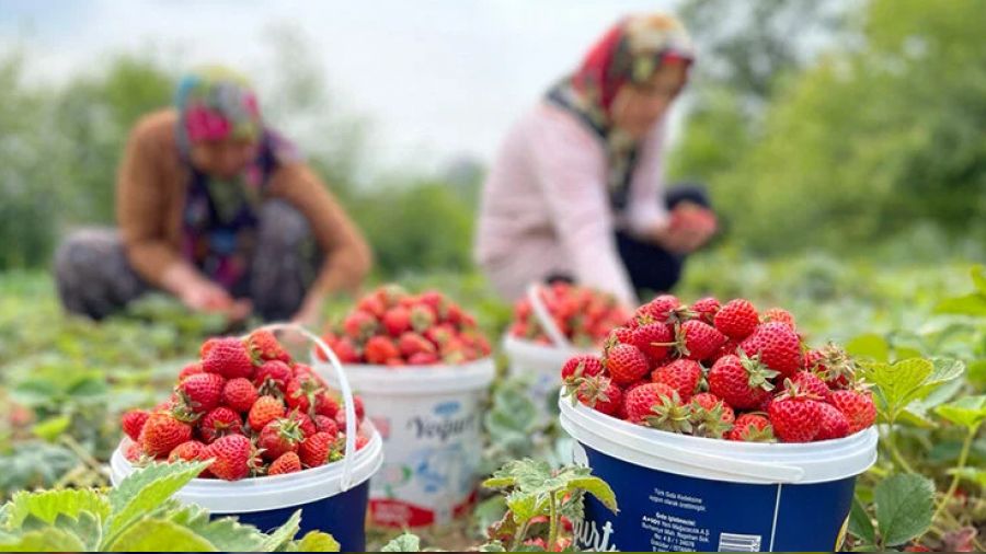 Bu �ilek atadan kalma y�ntemle �retiliyor