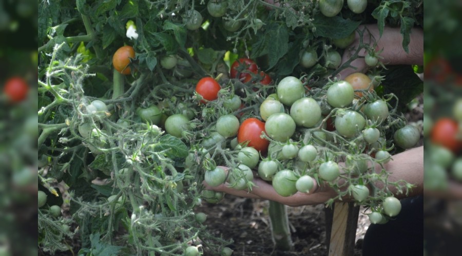 Bu domates çeşidini gören şaşırıyor