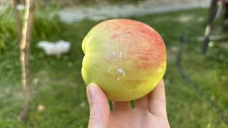 Bu elma dalından kopartıldıktan sonra 6 ay boyunca tüketilebiliyor