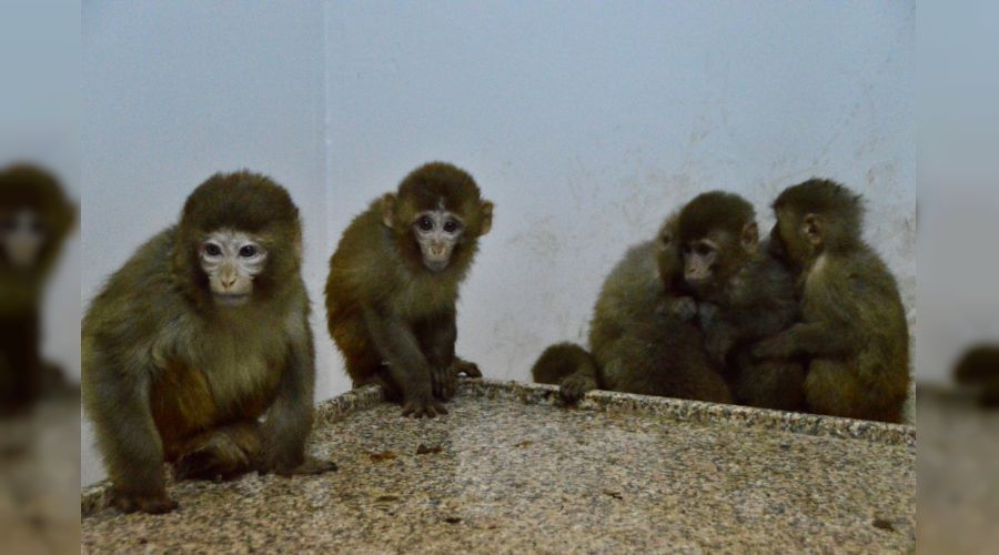 Bu maymunlar Trkiye'ye girerken yakaland