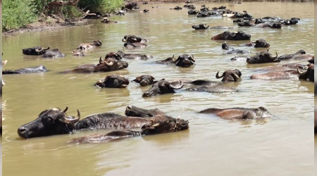 Burası Afrika değil Muş