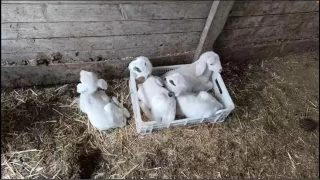 Burdur'da bir koyun tek seferde 4 erkek kuzu doğurdu