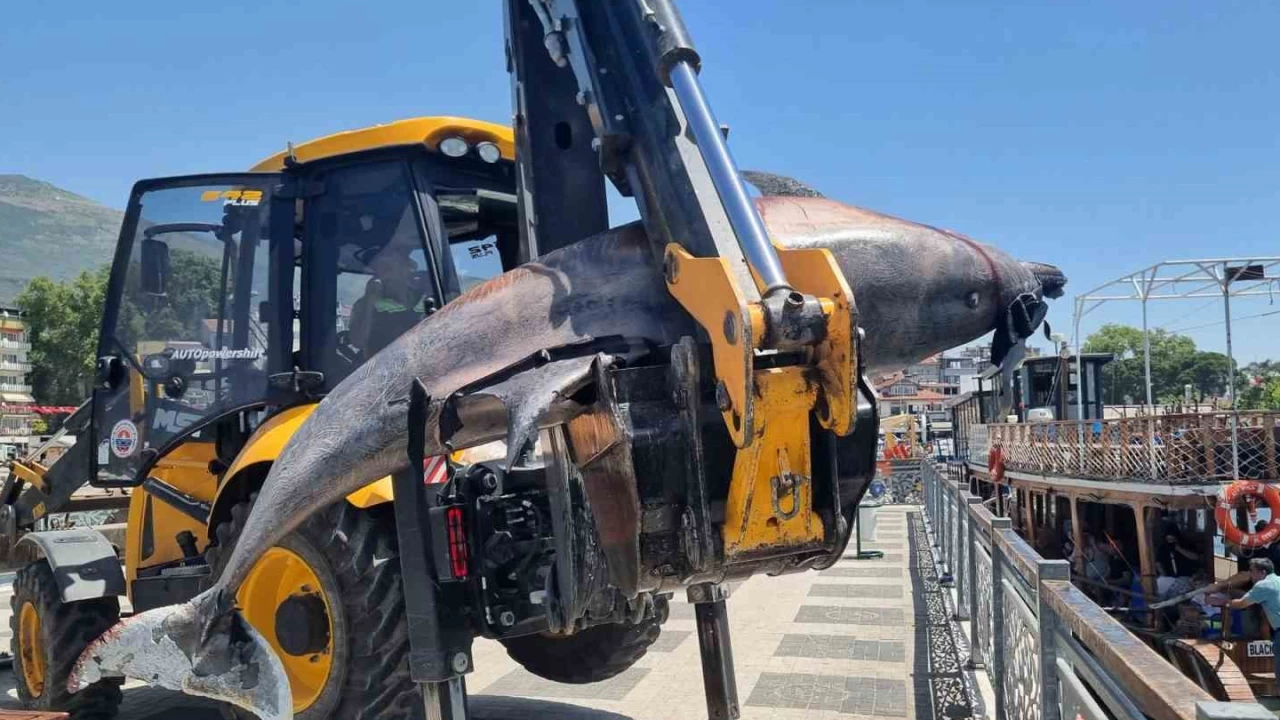 Bursa sahiline 3 metrelik �l� yunus vurdu