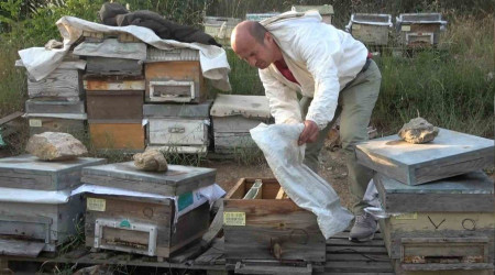 Bursa'da arıları kovanlarıyla birlikte çaldılar