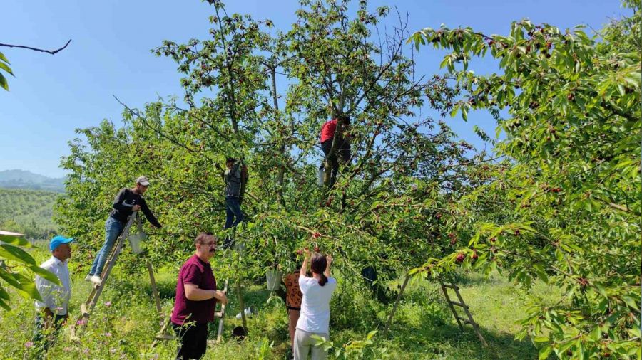 Bursa'dan Avrupa'ya kiraz ihracat�