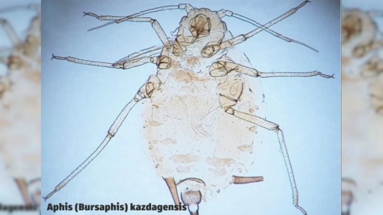 anakkale'de yeni bir bcek tr kefedildi