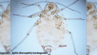 anakkale'de yeni bir bcek tr kefedildi