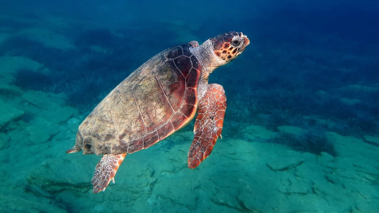 Caretta caretta: Deniz kaplumbağaları arasında bir simge