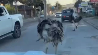 Çatalca'da deve kuşları ortalığı birbirine kattı