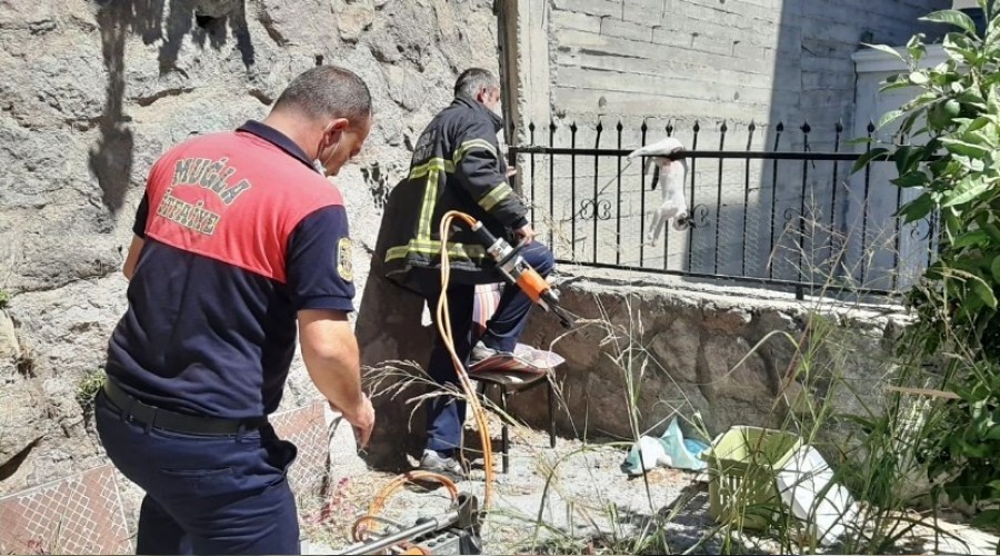 Çatıdan atlayan kedi demir parmaklıklara saplandı