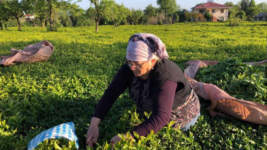 ÇAYKUR bin 500 ton yaş çay alımı yaptı