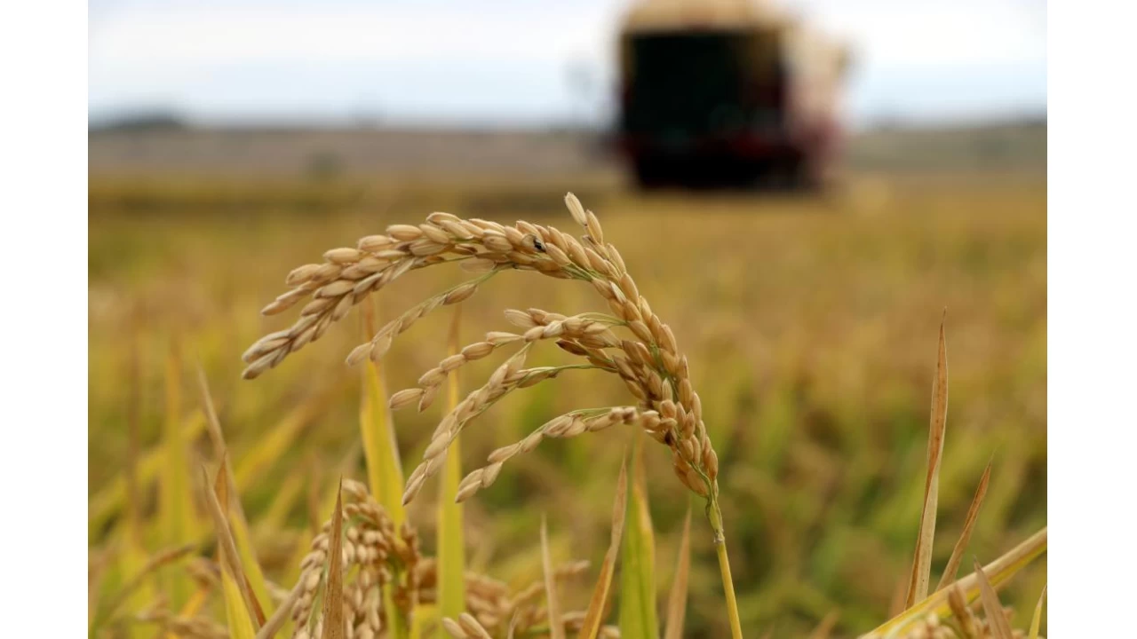 �eltik hasad�nda ibre �a�t�!