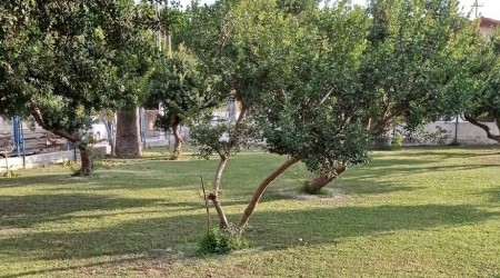 Çeşme'deki sakız ağaçları koruma altında