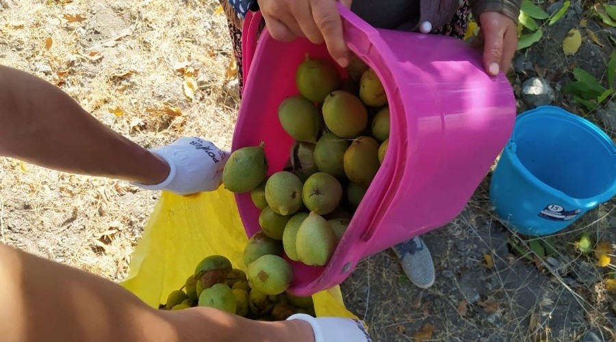 Ceviz hasadı başladı