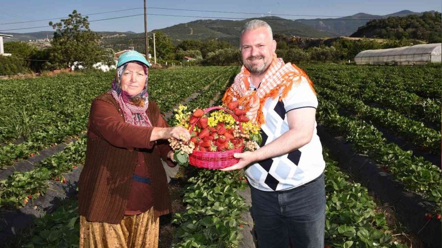 Çilek festivaline çilek hasadıyla davet