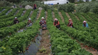 Çilek tarladan yurt dışına 50 yurt içine 70 TL'den gidiyor