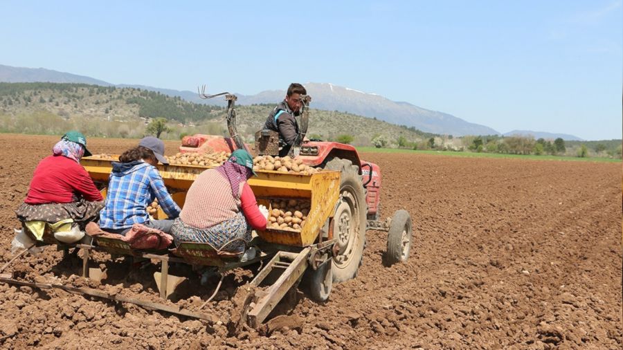 Coğrafi işaretli Bolu patatesi toprakla buluştu