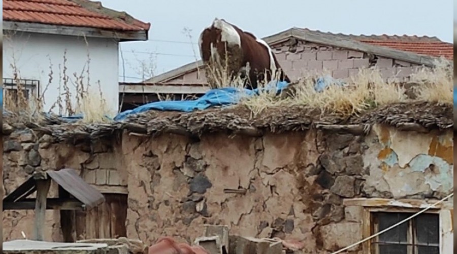 Dama çıkan inek vinçle indirildi