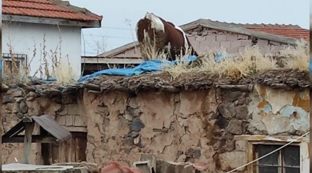 Dama çıkan inek vinçle indirildi