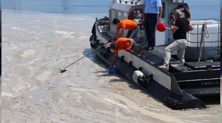 Deniz salyasını küreklerle topladılar