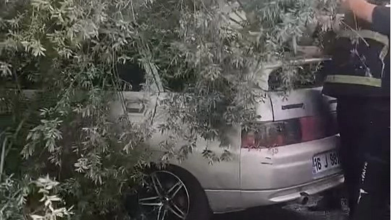 Dev ağaç otomobilin üzerine devrildi