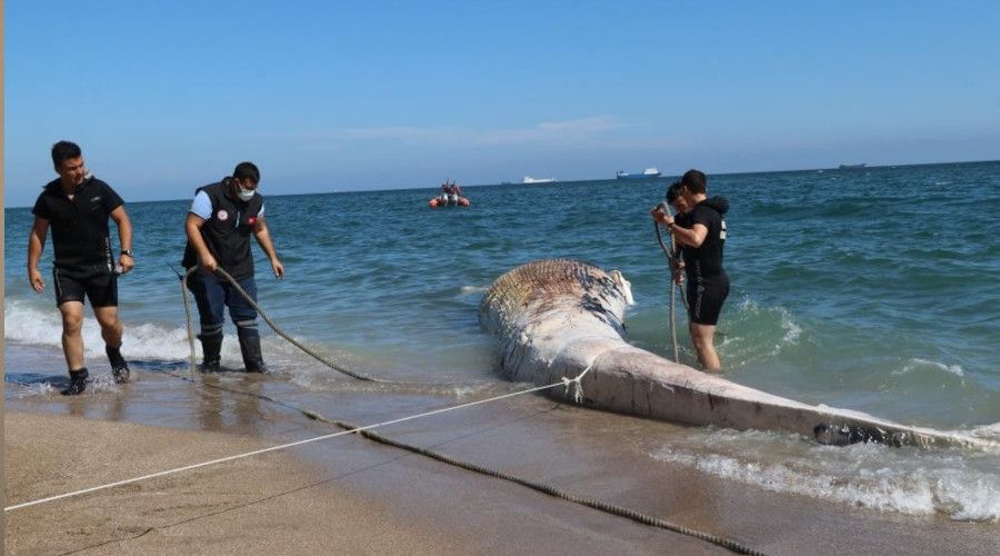 Dev balina gemi �arpmas� sonucu �lm��