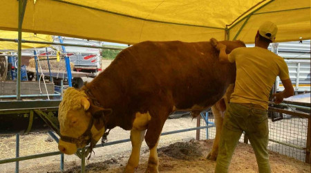 Dev dana 135 bin liradan alıcı buldu