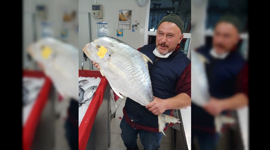 Dev İskender balığı görenleri şaşkına cevirdi