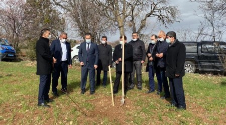 Dinar'da deneme amaçlı kestane fidanı dikildi